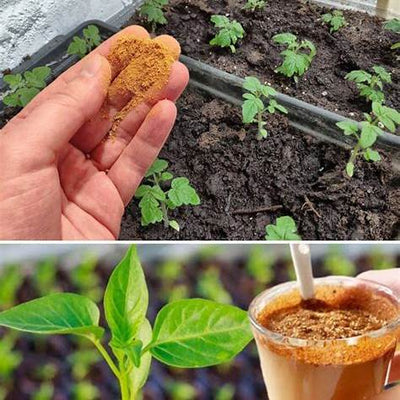 Never Plant Tomatoes, Peppers & Cucumbers Without This Fertilizer Tip