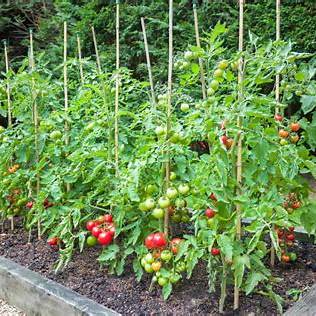 Mastering Tomato Growth: Proven Tips for a Bountiful Harvest in 2025