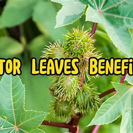 10 Powerful Benefits of Castor Leaves for Health, Skin, and Natural Remedies