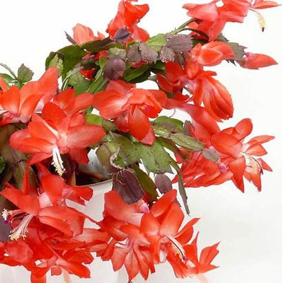 Unlock the Secret to Year-Round Blooms: Expert Christmas Cactus Care Tips