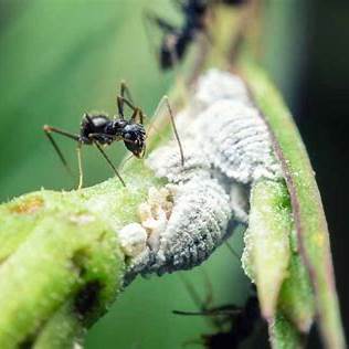 No Pests Left on Your Plants: Eliminate Ants, Aphids, Mealybugs, and More Naturally
