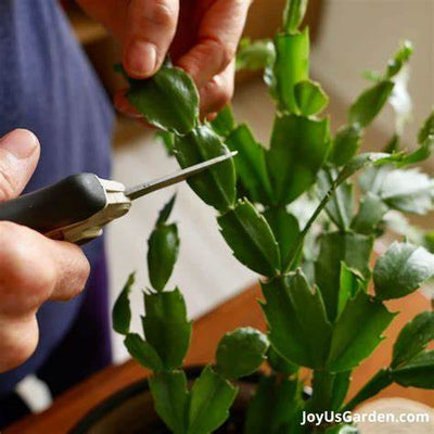 The Ultimate Beginner's Guide to Christmas Cactus Propagation from Cuttings in 2025: Unlock a World of Festive Blooms!