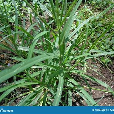 Goosegrass (Eleusine indica) Benefits and Uses: A Comprehensive Guide for Gardeners and Herbalists