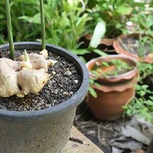 How to Grow Ginger in Plastic Bags: Secrets to Harvesting Loads of Tubers