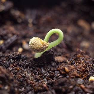 Best Ways to Germinate Pepper Seeds for Strong and Healthy Plants: An In-Depth Guide for 2025