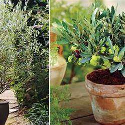The Art of Patience: Growing an Olive Tree from Seed at Home