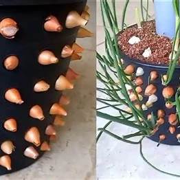 Innovative Gardening: How to Grow Onions & Garlic with a Bucket + PVC Pipe System