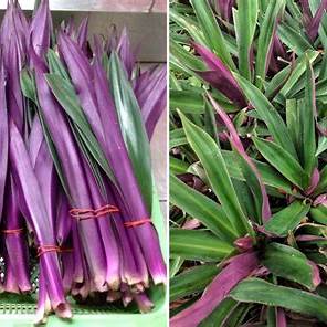 The Purple Maguey Plant: Unveiling the Rich Benefits, Diverse Uses, and Ancient Wisdom of Tradescantia spathacea