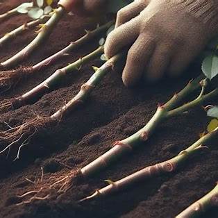 Planting Rose Cuttings Horizontally: A Comprehensive Guide to Cultivating Robust and Vigorous Rose Bushes