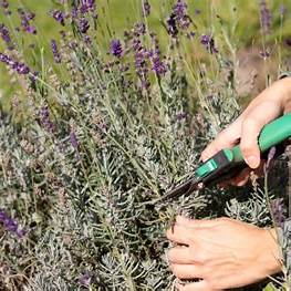Unlock Abundant Blooms: The Definitive Guide to How and When to Prune Lavender in 2025