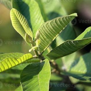 Guava Leaves for Blood Sugar Control: A Comprehensive Guide to Nature's Diabetes Support