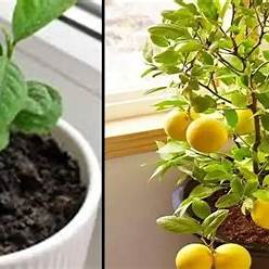 Easy Steps to Propagate Lemon Trees from Cuttings: Grow Your Own Citrus Sunshine