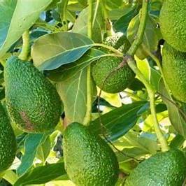 Avocado Leaves: The Overlooked Green Gem Offering a Wealth of Health and Sustainability