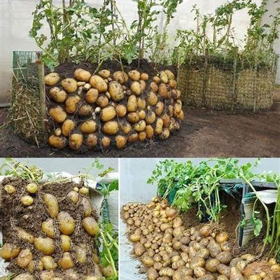 How to Grow Potatoes All Year Round in Plastic Containers: A Comprehensive Guide for Beginners and Beyond