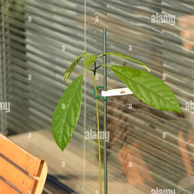 How to Grow Avocado on Your Balcony: A Comprehensive Guide for 2025