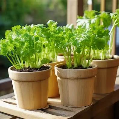 7 Common Celery Growing Mistakes Beginners Should Avoid (and How to Fix Them)