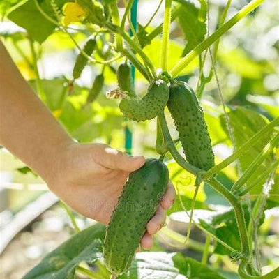 How I've Harvested a Ton of Cucumbers Every Year: 30 Years of Secrets