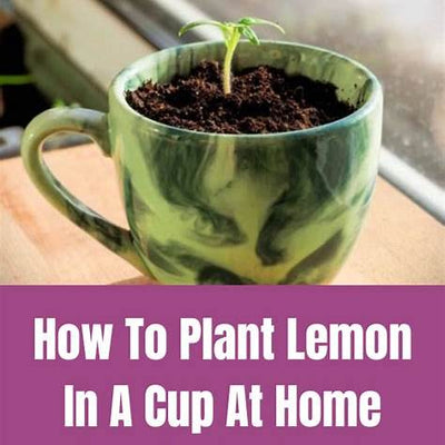How to Grow Lemon in a Mug: A Fragrant Way to Freshen Your Home Naturally