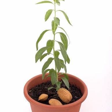 How to Grow an Almond Tree from Seeds at Home – A Comprehensive Guide for Beginners