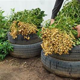 How to Grow Peanuts at Home Using Old Tires: A Sustainable & Cost-Effective Guide