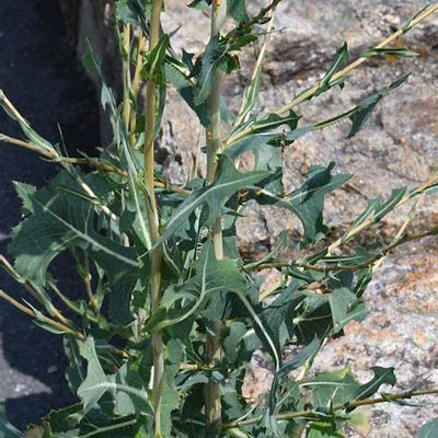 Lactuca Serriola: The Unassuming Wild Lettuce Revolutionizing Natural Wellness and Resilience