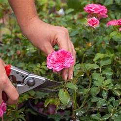 The Art of Rose Pruning: A Step-by-Step Guide for Lush Blooms in 2025
