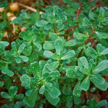 Why You Shouldn't Pull Out Purslane: 8 Reasons to Use This Superweed in Your Garden