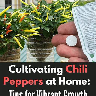 Cultivating Chili Peppers at Home: A Comprehensive Guide to Vibrant Growth