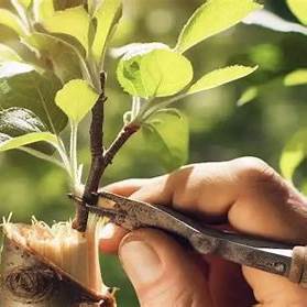 Mastering the Art of Tree Grafting: A Comprehensive Guide for Beginners to Enthusiasts