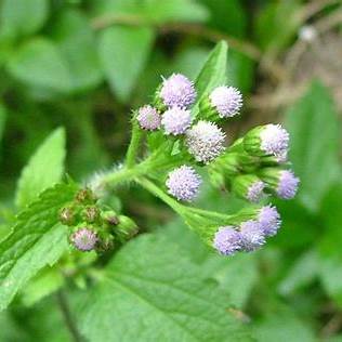 The Hidden Power of Ageratum conyzoides: Nature’s Blue Healer