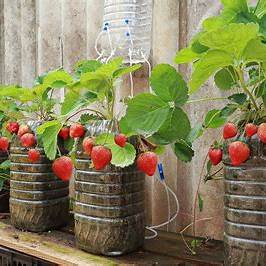 Container Strawberries How to Grow Strawberries in Containers: A Beginner-to-Intermediate Guide