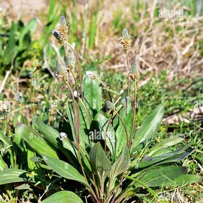 Unlocking Nature's Pharmacy: The Profound Healing Power of Plantago Lanceolata