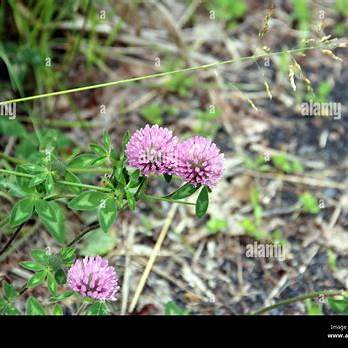 Red Clover Benefits & Uses: Top Health Advantages of Trifolium pratense Herb