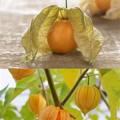 Goldenberries: Unveiling the Sunshine-Infused Superfood for Vibrant Health and Keen Eyesight