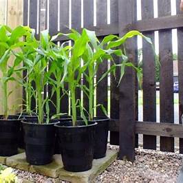 How to Grow Corn in Containers: A Backyard Farmer’s Guide to Big Harvests in Small Spaces
