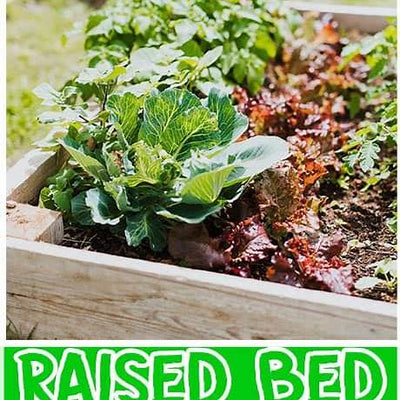 From the Ground Up: Your Comprehensive Beginner's Guide to Building & Preparing a Vegetable Garden Bed in 2025