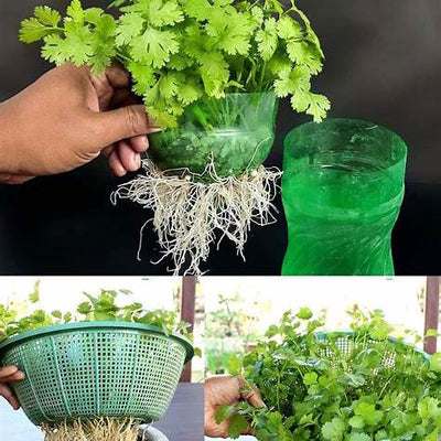 How to Grow Fresh Coriander (Cilantro) at Home in Water — A Beginner’s Guide