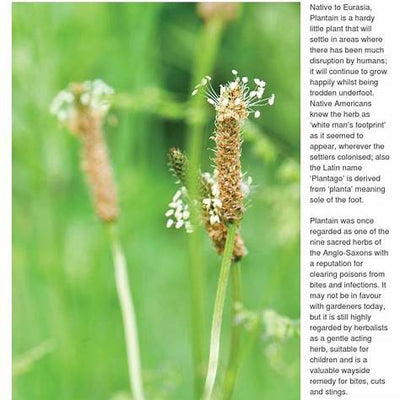 Unlocking the Power of Plantago Lanceolata: An Exhaustive Guide to its Health Benefits and Safe Usage