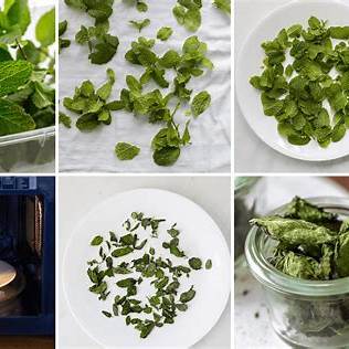 How to Dry Mint at Home Naturally – Preserve Flavor the Easy Way