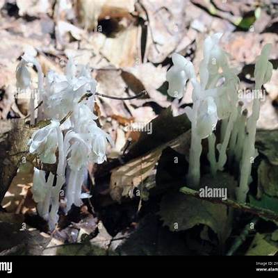 The Mysterious Allure of Ghost Pipe (Monotropa uniflora): Delving into Nature's Elusive Parasite