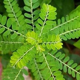 The Unveiling Power of Chanca Piedra: Nature’s Ultimate Stone Breaker and Detox Ally for 2025