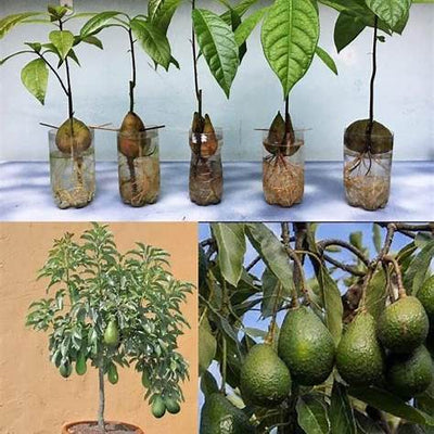 6 Proven Tips for Growing Avocado in a Pot That Actually Fruit