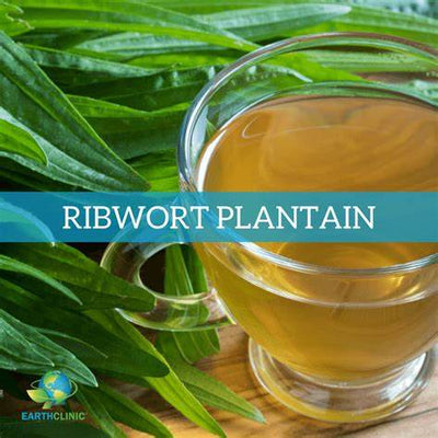 Ribwort Plantain: Unearthing the Astonishing Healing Power of a Humble Weed