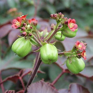 Jatropha Gossypifolia: Nature’s Healer with a Dangerous Edge - A Comprehensive Guide