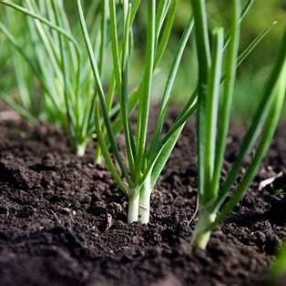 The Humble Onion: Nature’s Secret Weapon Against Pests
