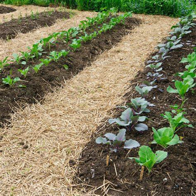 Cultivating Harmony with Nature: The Comprehensive No-Till Garden Approach