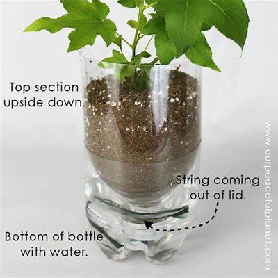 How to Water Your Plants for a Month at No Cost – DIY Self-Watering Tips