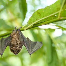 Why Your Garden Needs Bats: A Comprehensive Guide to Attracting These Nighttime Helpers