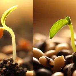 From Seed to Sun-Kissed Citrus: A Comprehensive Guide to Growing Lemon Trees from Seed