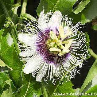 Passionflower Benefits: A Comprehensive Guide to Growing and Using This Soothing Herb at Home